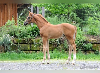 Baden Württemberger, Giumenta, 1 Anno, Sauro scuro