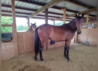 Baden Württemberger, Giumenta, 2 Anni, Baio