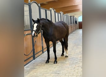 Baden Württemberger, Giumenta, 3 Anni, 153 cm, Baio scuro