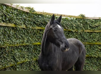 Baden Württemberger, Giumenta, 3 Anni, 170 cm, Baio nero