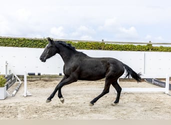 Baden Württemberger, Giumenta, 3 Anni, 170 cm, Baio nero