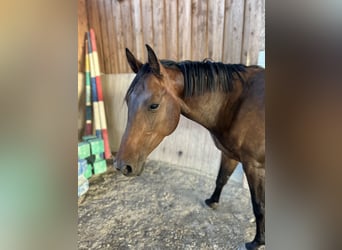 Baden Württemberger, Giumenta, 4 Anni, 157 cm, Baio scuro