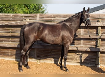 Baden Württemberger, Giumenta, 4 Anni, 165 cm, Baio scuro