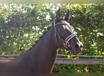 Baden Württemberger, Giumenta, 4 Anni, 165 cm, Baio scuro