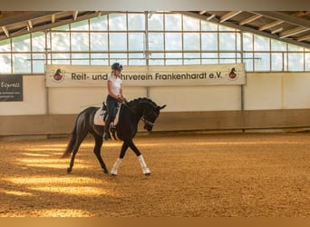 Baden Württemberger, Giumenta, 4 Anni, 165 cm, Baio scuro