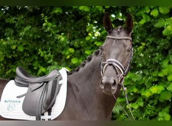 Baden Württemberger, Giumenta, 4 Anni, 165 cm, Baio scuro