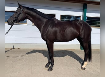 Baden Württemberger, Giumenta, 4 Anni, 166 cm, Morello