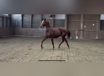 Baden Württemberger, Giumenta, 4 Anni, 168 cm, Sauro