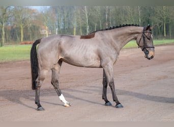 Baden Württemberger, Giumenta, 5 Anni, 164 cm