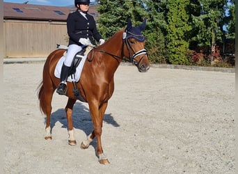 Baden Württemberger, Giumenta, 5 Anni, 167 cm, Sauro