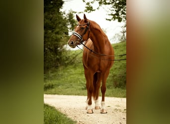 Baden Württemberger, Giumenta, 5 Anni, 167 cm, Sauro
