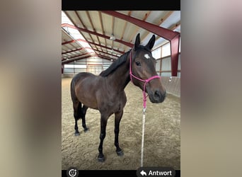 Baden Württemberger, Giumenta, 5 Anni, 170 cm