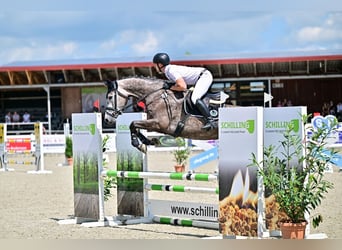 Baden Württemberger, Giumenta, 5 Anni, 170 cm, Grigio pezzato