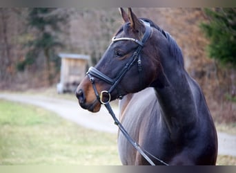 Baden Württemberger, Giumenta, 7 Anni, 170 cm, Baio nero