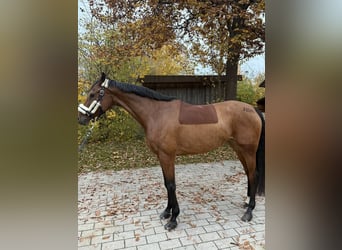 Baden Württemberger, Giumenta, 8 Anni, 163 cm, Baio