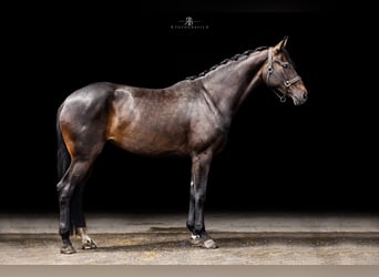 Baden Württemberger, Giumenta, 8 Anni, 167 cm, Baio scuro