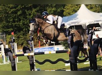 Baden Württemberger, Giumenta, 8 Anni, 167 cm, Grigio pezzato