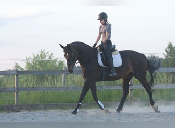 Baden Württemberger, Giumenta, 9 Anni, 170 cm, Baio scuro