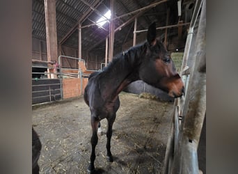 Baden Württemberger, Hengst, 1 Jaar, Bruin