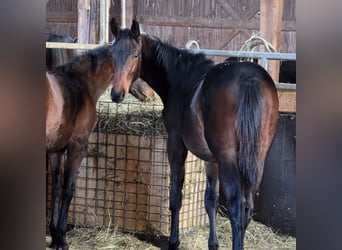 Baden Württemberger, Hengst, 1 Jaar, Bruin