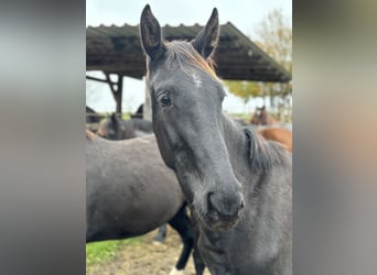 Baden Württemberger, Hengst, 1 Jaar, Zwart