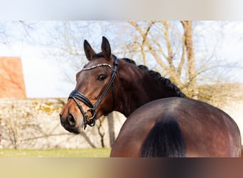 Baden Württemberger, Hengst, 3 Jaar, 170 cm, Bruin