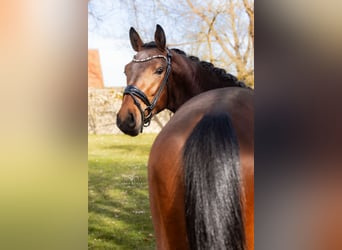 Baden Württemberger, Hengst, 3 Jahre, 170 cm, Brauner