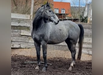 Baden Württemberger, Hengst, 5 Jahre, 165 cm, Rappschimmel