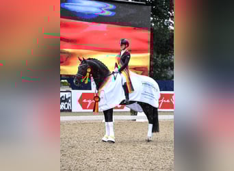 Baden Württemberger, Hengst, 11 Jaar, 173 cm, Zwart