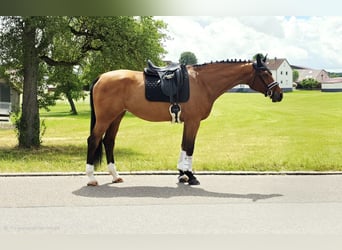 Baden Württemberger, Merrie, 10 Jaar, 177 cm, Bruin