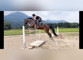 Baden Württemberger, Merrie, 11 Jaar, 167 cm, Donkerbruin