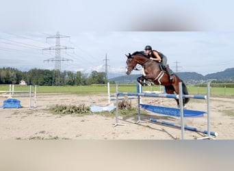 Baden Württemberger, Merrie, 11 Jaar, 167 cm, Donkerbruin