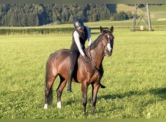 Baden Württemberger, Merrie, 11 Jaar, 167 cm, Donkerbruin