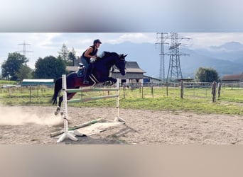 Baden Württemberger, Merrie, 11 Jaar, 167 cm, Donkerbruin