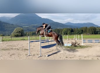 Baden Württemberger, Merrie, 11 Jaar, 167 cm, Donkerbruin