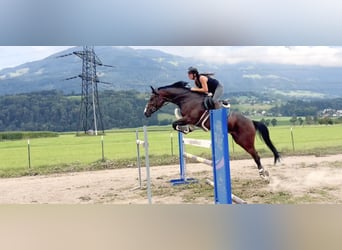 Baden Württemberger, Merrie, 11 Jaar, 167 cm, Donkerbruin