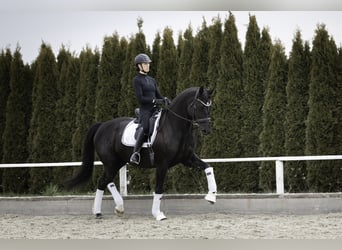 Baden Württemberger, Merrie, 12 Jaar, 174 cm, Zwart