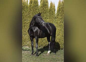 Baden Württemberger, Merrie, 12 Jaar, 174 cm, Zwart