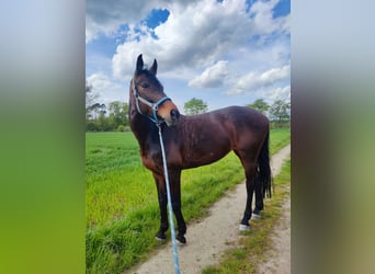 Baden Württemberger, Merrie, 13 Jaar, 167 cm, Bruin