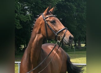 Baden Württemberger, Merrie, 13 Jaar, 168 cm, Bruin