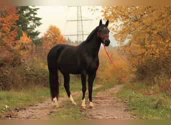 Baden Württemberger, Merrie, 14 Jaar, 162 cm, Zwartbruin