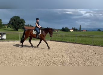 Baden Württemberger, Merrie, 14 Jaar, 178 cm, Donkerbruin