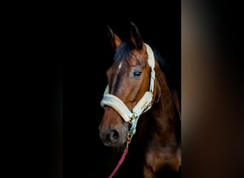 Baden Württemberger, Merrie, 15 Jaar, 170 cm, Donkerbruin