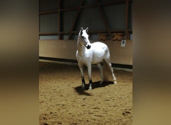 Baden Württemberger, Stute, 17 Jahre, 167 cm, Schimmel