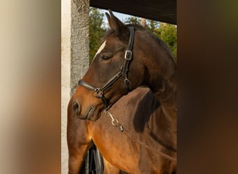 Baden Württemberger, Merrie, 18 Jaar, 163 cm, Donkerbruin