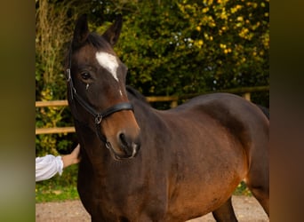 Baden Württemberger, Merrie, 18 Jaar, 163 cm, Donkerbruin