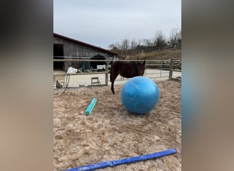 Baden Württemberger, Merrie, 1 Jaar, Bruin