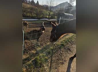 Baden Württemberger, Merrie, 1 Jaar, Bruin