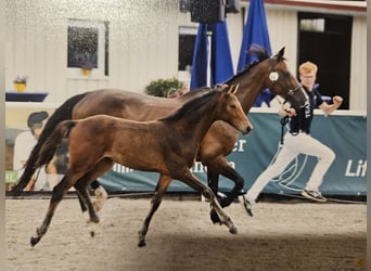 Baden Württemberger, Merrie, 1 Jaar, Bruin