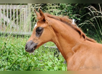 Baden Württemberger, Merrie, 1 Jaar, Donkere-vos